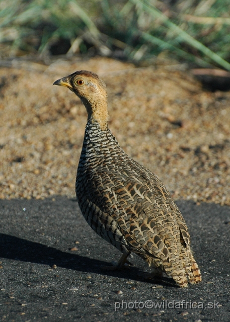 puku rsa 173.jpg - Coqui Francolin (Peliperdix coqui)